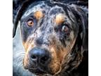 Adopt Tucker a Catahoula Leopard Dog / Mixed dog in Leesburg, FL (33757417)