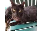 Adopt Ziti a All Black Domestic Shorthair / Mixed cat in Leesburg, FL (33757375)