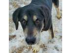 Adopt Obri a Black Mixed Breed (Large) / Mixed dog in Lansing, MI (33757715)