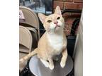 Adopt Butter a Tan or Fawn Domestic Shorthair (short coat) cat in East