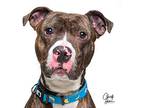 Rafiki **rescue Center**, Pit Bull Terrier For Adoption In Littleton, Colorado