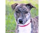 Presley, Terrier (unknown Type, Small) For Adoption In Loxahatchee, Florida
