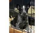 Princess’s Pups Coming 2-7, Labrador Retriever For Adoption In Pottstown