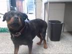 Adopt RESCUE PARTNER ONLY IMAN a Rottweiler