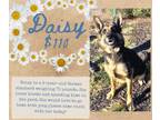 Adopt Daisy a German Shepherd Dog