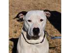 Adopt Maybell a Staffordshire Bull Terrier