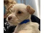 Adopt PINKERTON a Cairn Terrier