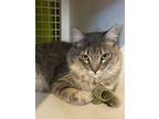 Adopt Fey - I can be your best girl friend! a Domestic Short Hair, Tabby