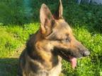 Adopt SIERRA a German Shepherd Dog