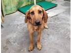 Adopt ROSIE a Black and Tan Coonhound, Mixed Breed