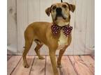 Adopt Curry a Mixed Breed