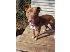 Adopt PATRICIA a American Staffordshire Terrier, Mixed Breed