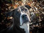 Adopt KANE a Pit Bull Terrier, Mixed Breed