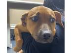 Adopt 22-01-0241 Sammie a Pit Bull Terrier