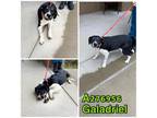 Adopt GALADRIEL a Mixed Breed