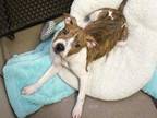 Adopt LOKEY a Pit Bull Terrier