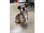 Adopt Gizmo a Terrier, Mixed Breed