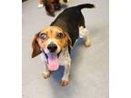 Adopt Ethel & Fred a Beagle