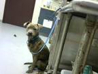 Adopt A370939 a Pit Bull Terrier