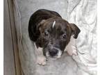 Adopt CASSEROLE a American Staffordshire Terrier, Mixed Breed