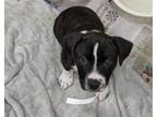 Adopt CRANBERRY a American Staffordshire Terrier, Mixed Breed
