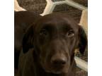 Adopt Baxter a Chocolate Labrador Retriever