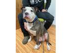 Adopt Remy a Pit Bull Terrier