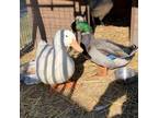 Adopt Godfeather a Duck