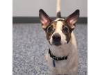 Adopt Bruno a Jack Russell Terrier