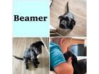 Adopt Beamer ( Taking Applications Only) a Pit Bull Terrier, Labrador Retriever