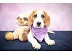 Adopt Jenny a Beagle, Shepherd