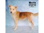 Adopt WESTIN a German Shepherd Dog, Husky