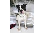 Adopt Mimi a Pit Bull Terrier, Mixed Breed