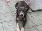 Adopt Bella a Blue Lacy, Mixed Breed