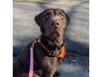 Adopt Mocha a German Wirehaired Pointer