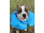 Adopt 2201-0115 Hercules a Pit Bull Terrier