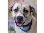 Adopt Snowball (32819/0141) a Great Pyrenees