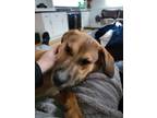 Adopt Phil a Hound, Mixed Breed