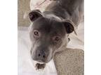 Adopt Penelope a American Staffordshire Terrier