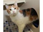 Adopt Callie Girl is a cutie! So sweet and playful! a Calico, Turkish Van