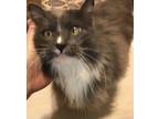 Adopt Graycie INDOOR ONLY a Domestic Long Hair