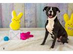Adopt Jackson a Pit Bull Terrier