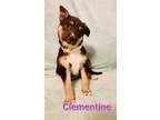 Adopt Clementine a German Shepherd Dog