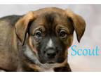 Adopt Scout a Terrier, Shepherd