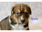 Adopt Spade a Terrier, Shepherd
