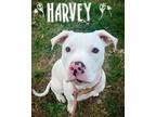 Adopt Harvey a American Staffordshire Terrier
