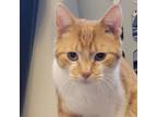 Adopt Toby a Domestic Short Hair, Tabby