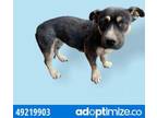 Adopt 49468833 a German Shepherd Dog, Mixed Breed