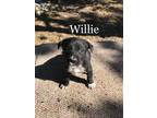 Adopt Willie a Labrador Retriever, Border Collie