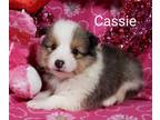 Cassie Akc
